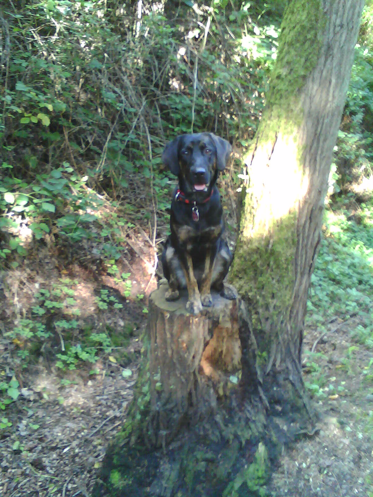 Gina (Labrador, Münsterländer) Labrador Münsterländer 